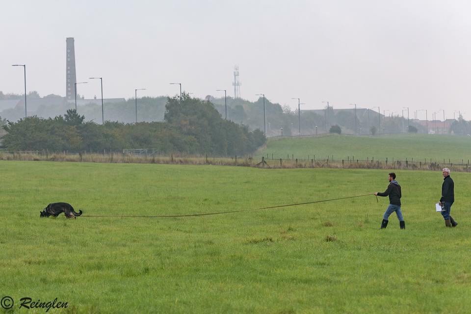 Finchpark K9 dog training tracking in field