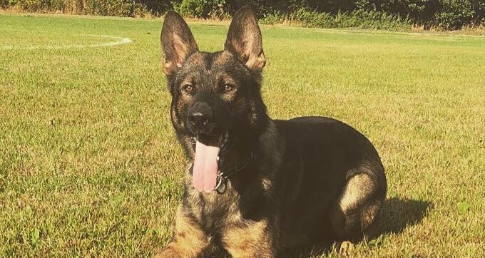 Finchpark K9 Residential Dog Training