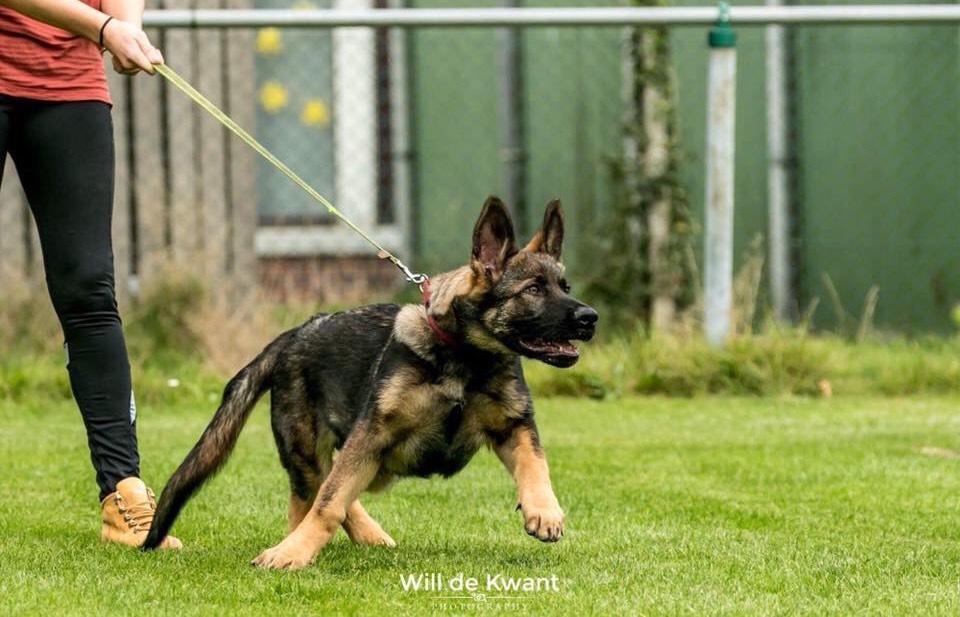 Finchpark K9 One To One Dog Training Session