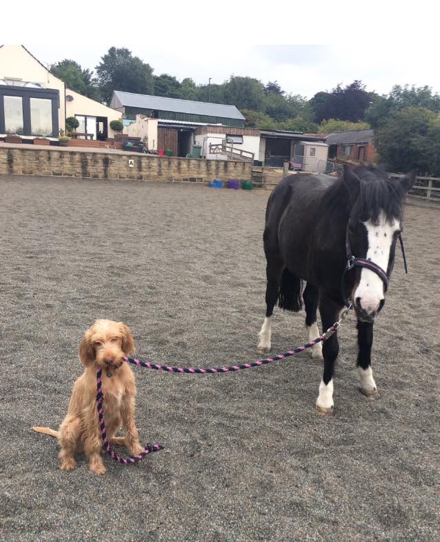 Finchpark K9 puppy obedience training